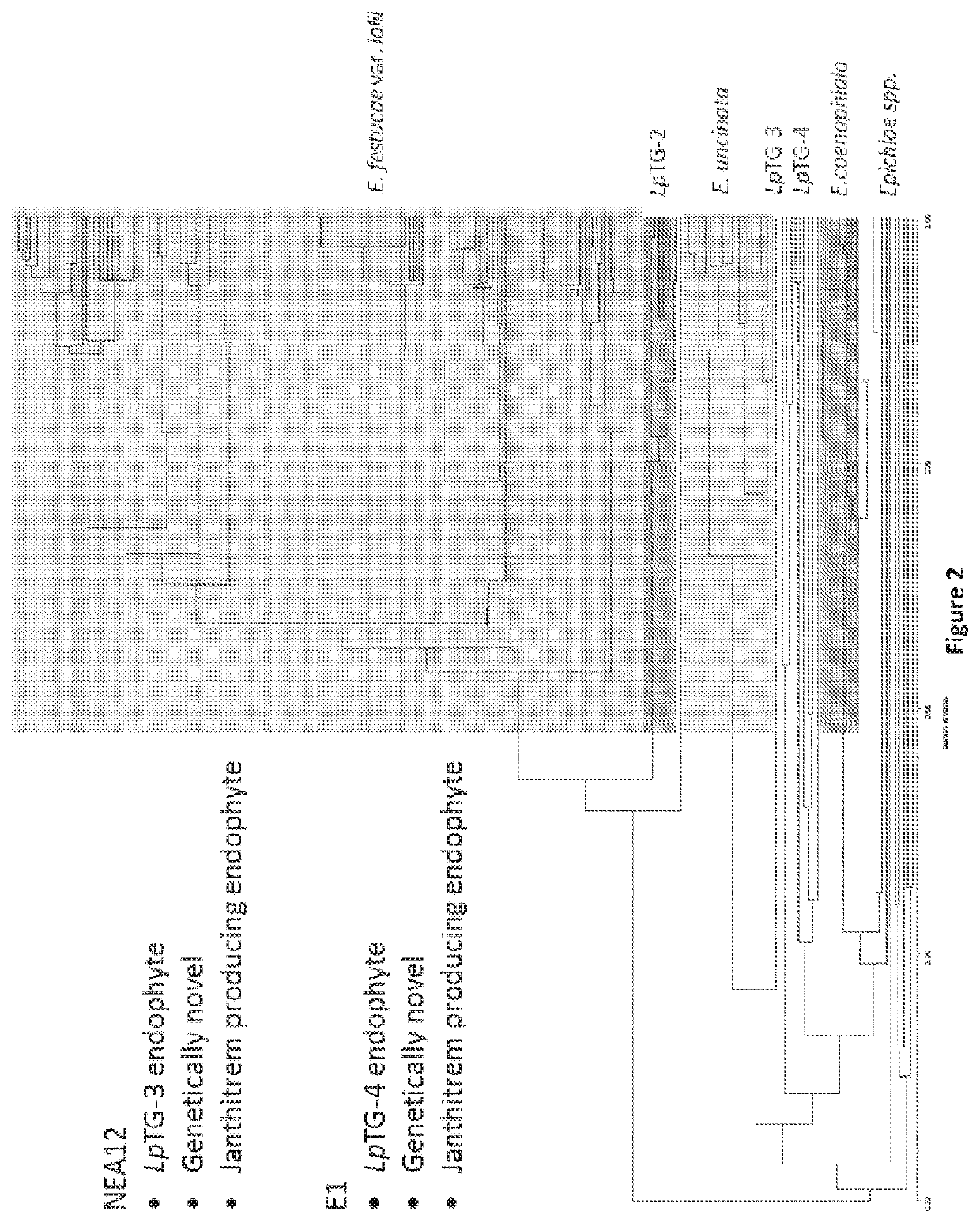 Metabolite production in endophytes