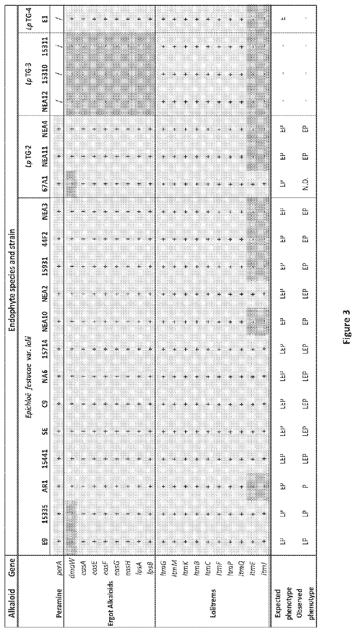 Metabolite production in endophytes