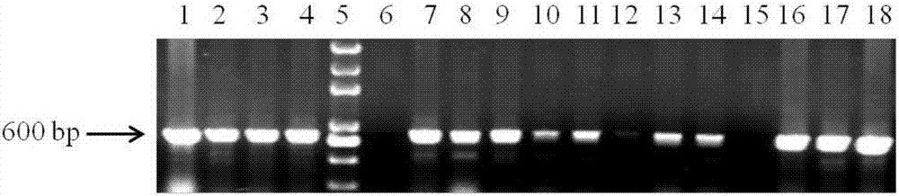 Pollen specific promoter and application thereof
