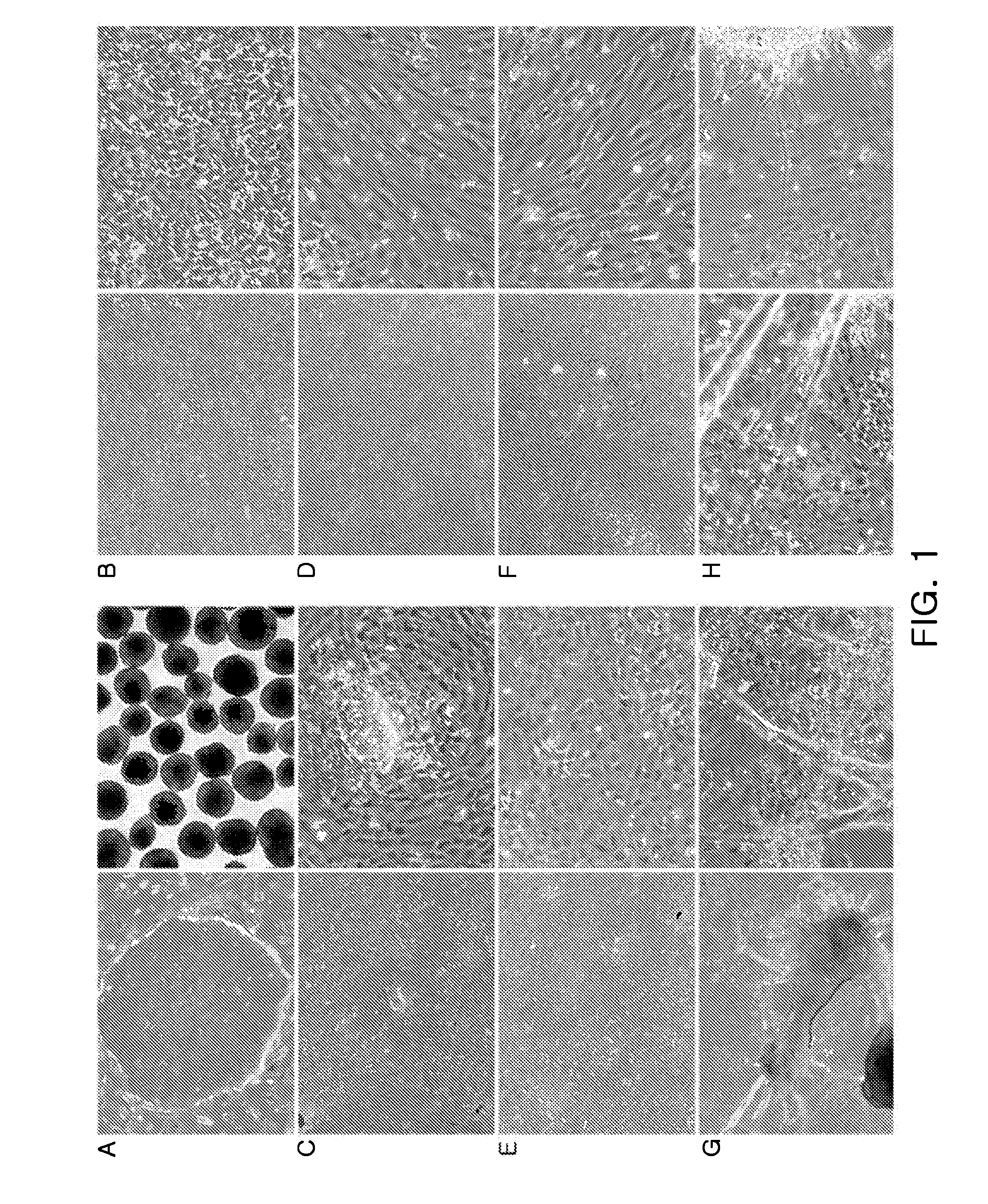 Compositions for inducing differentiation into retinal cells from retinal progenitor cells or inducing proliferation of retinal cells comprising wnt signaling pathway activators