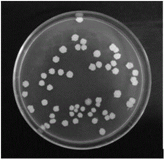 A kind of salt-tolerant methylotrophic bacillus strain lj and its application