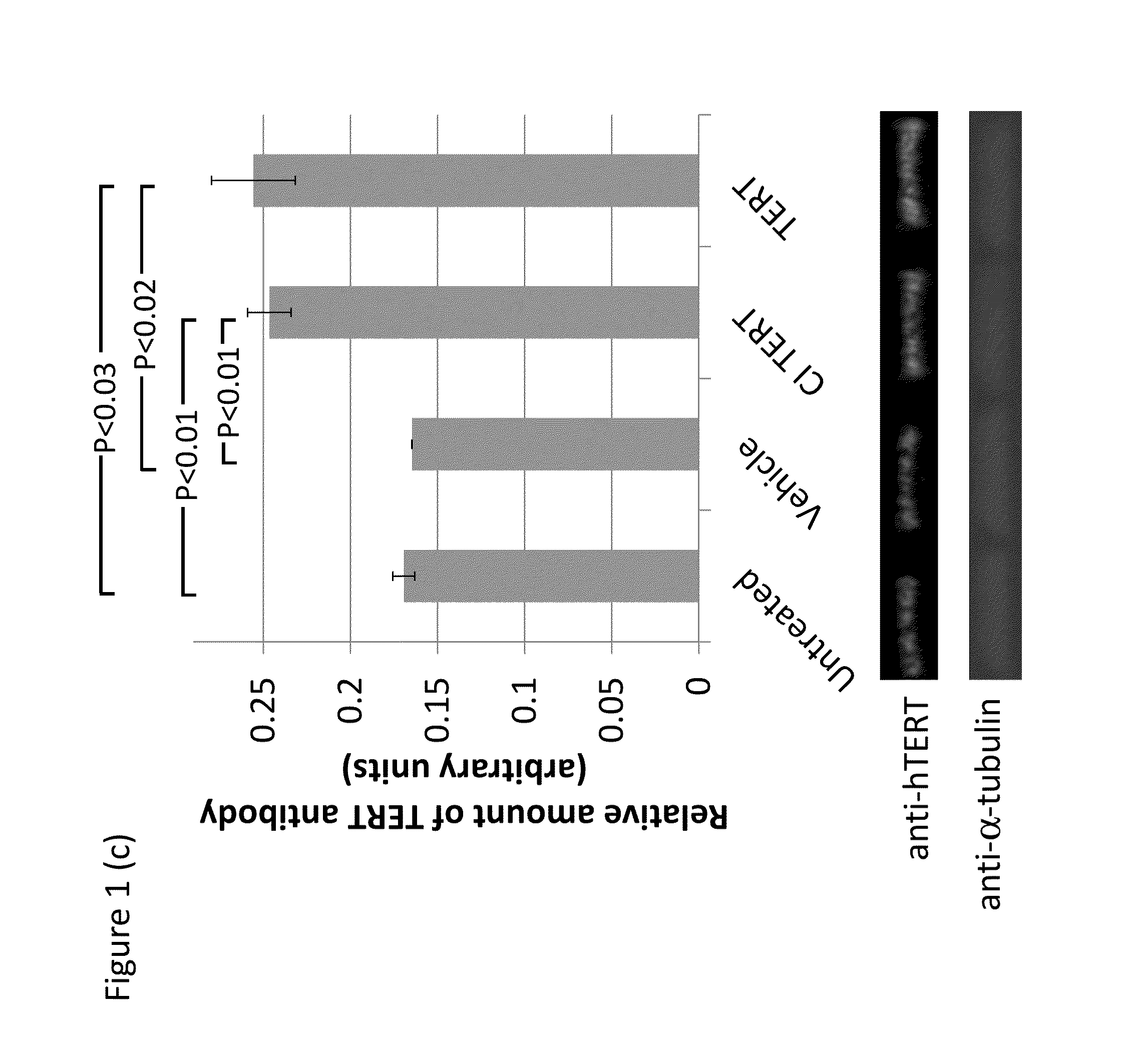 Compounds, Compositions, Methods, and Kits Relating to Telomere Extension