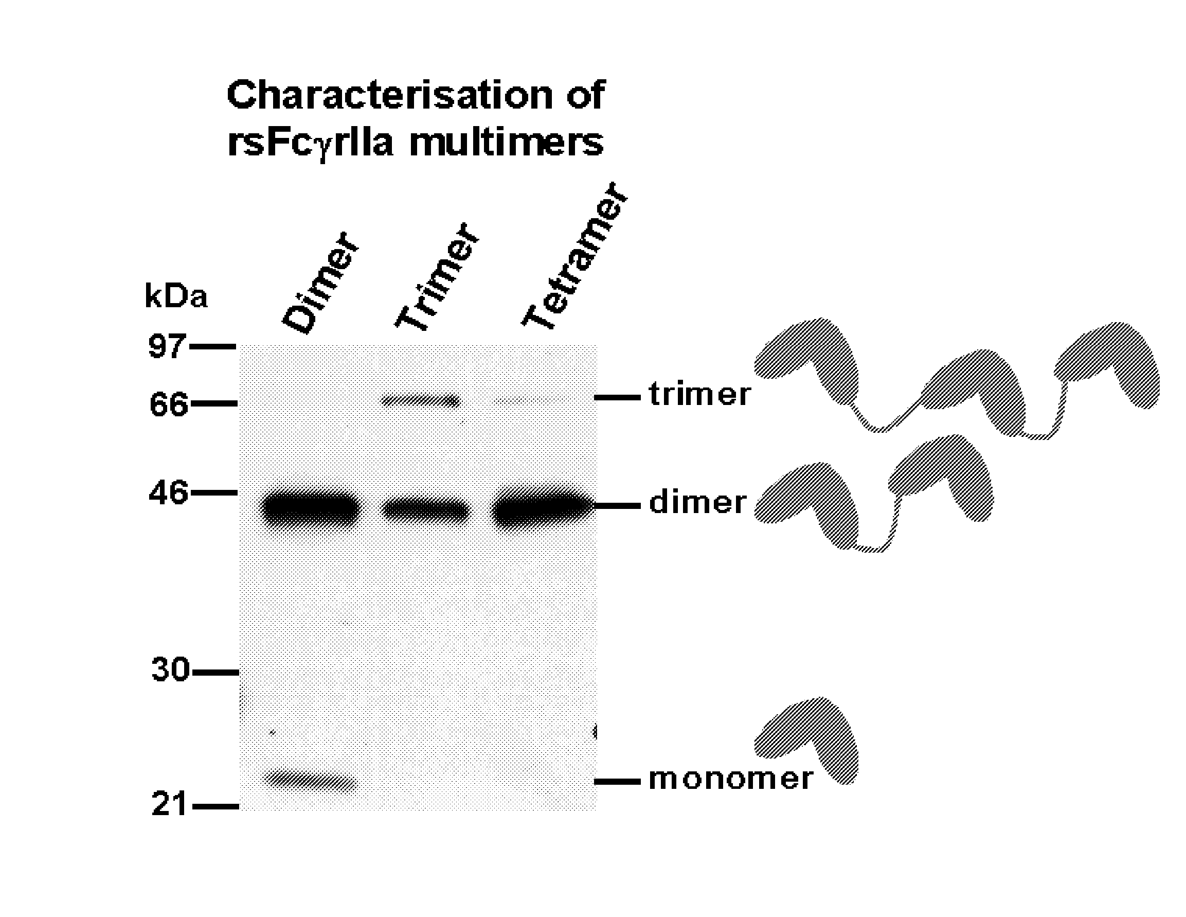 Multimeric Fc Receptor Polypeptides