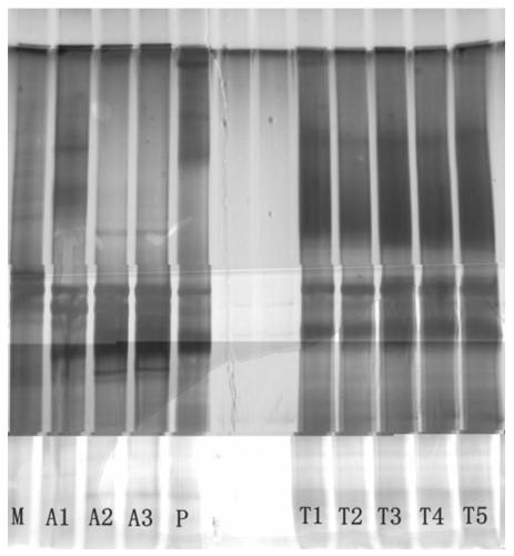 A microbial complex for the elimination of sulfide in sediments