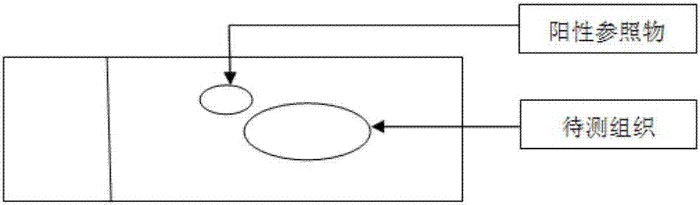 Positive reference substance applied to in-situ hybridization or immunohistochemical detection and preparation method thereof