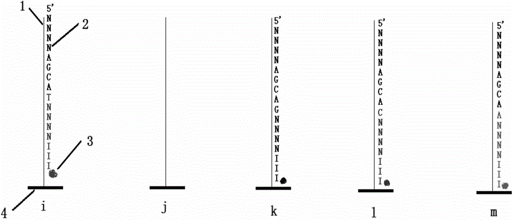 Hybridization high-flux DNA (Deoxyribose Nucleic Acid) sequencing method based on ligase reaction