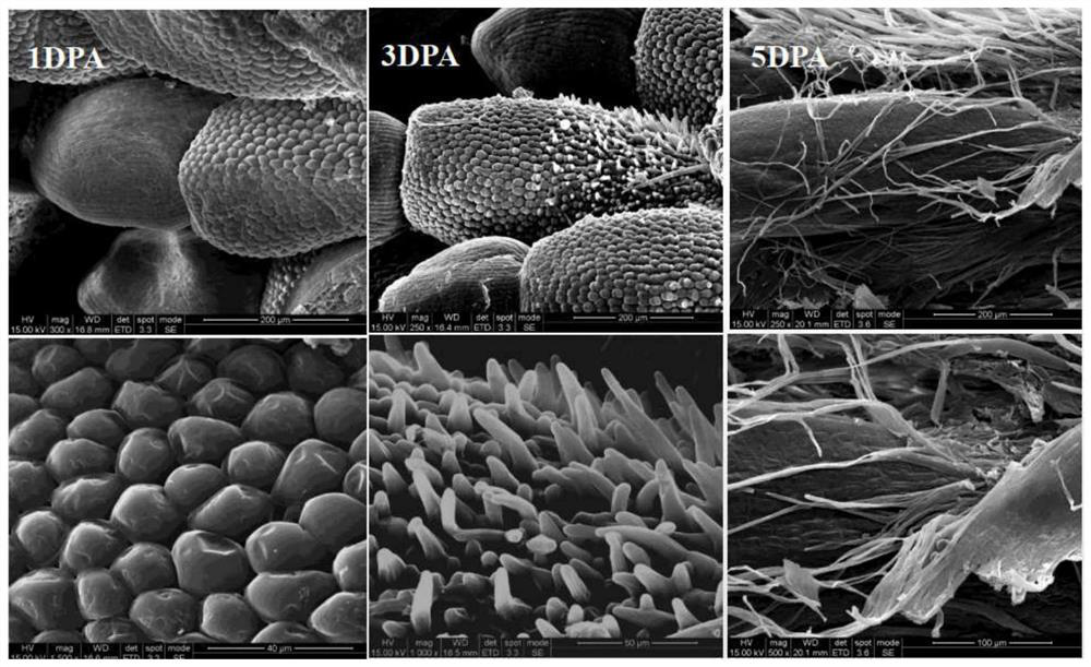 Regulatory gene pdemixta02 for the initiation and development of poplar catkins in American black poplar and its application