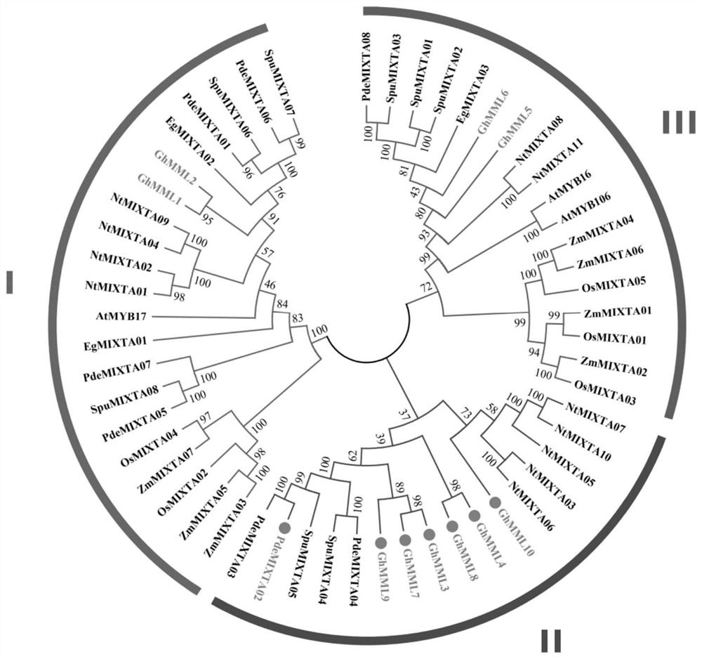 Regulatory gene pdemixta02 for the initiation and development of poplar catkins in American black poplar and its application