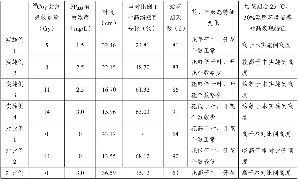 60Co gamma-ray radiation dwarfing method for narcissus tazetta chinensis 'Jinzhanyintai'