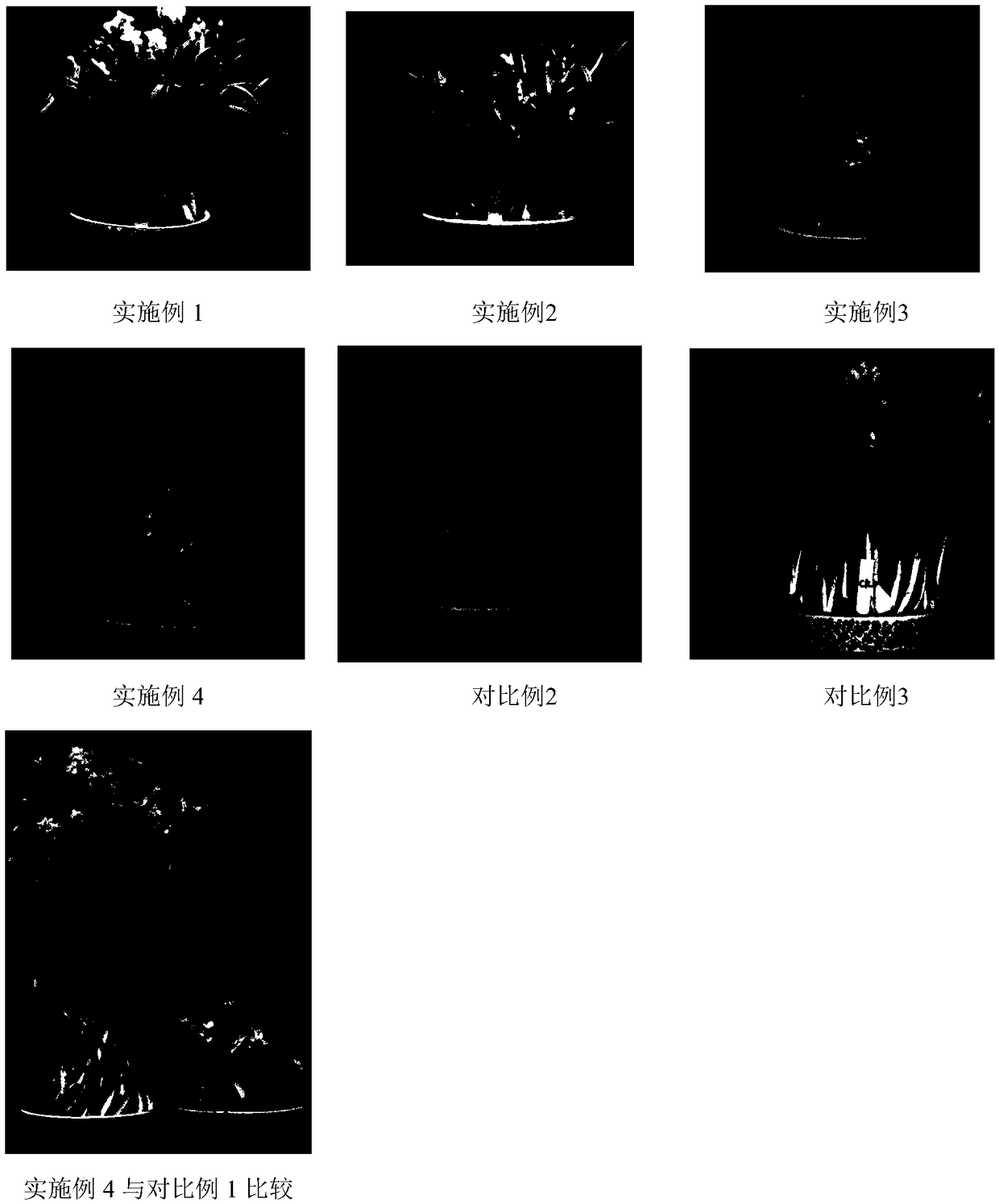 60Co gamma-ray radiation dwarfing method for narcissus tazetta chinensis 'Jinzhanyintai'