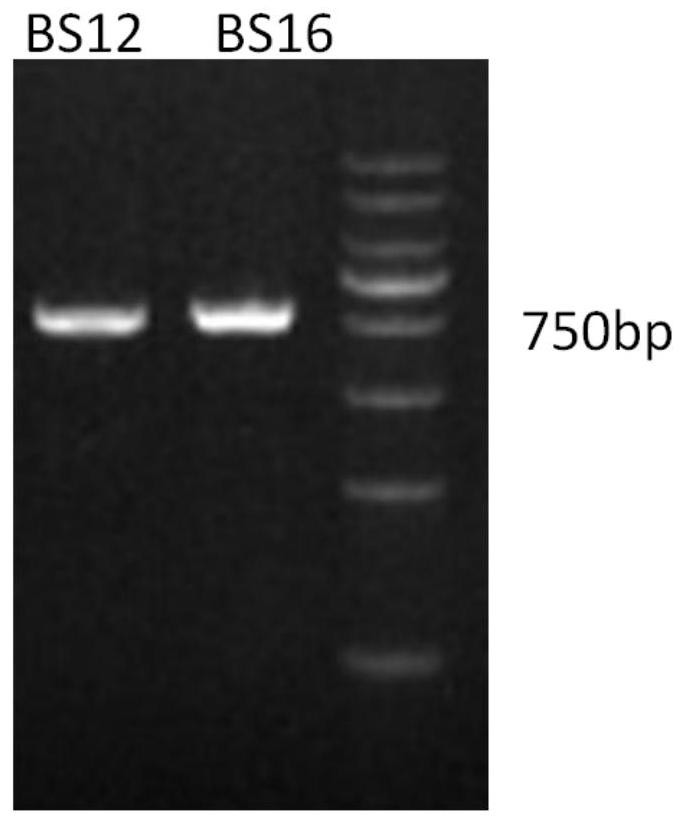 A kind of Bacillus subtilis with cephalosporin resistance and high expression sir2 protein and application thereof