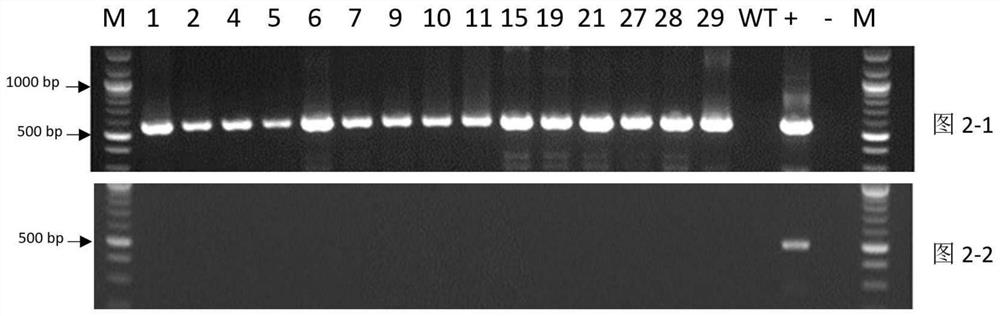 Spinach transgenosis method