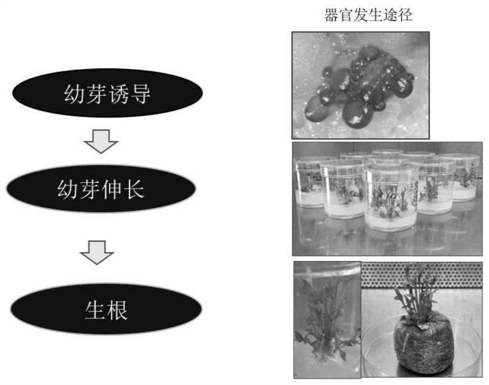 Spinach transgenosis method