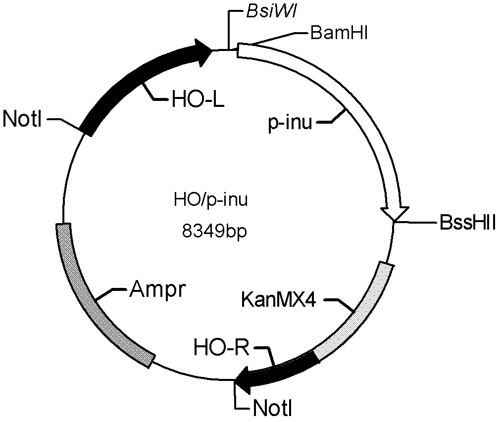 Method for preparing ethanol by fermenting jerusalem artichoke through recombinant saccharomyces cerevisiae