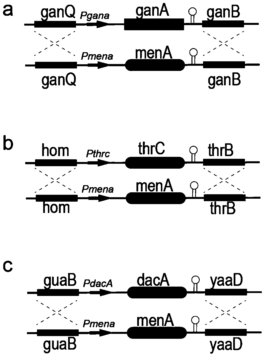 Method for increasing copy number of gene menA and increasing yield of MK-7