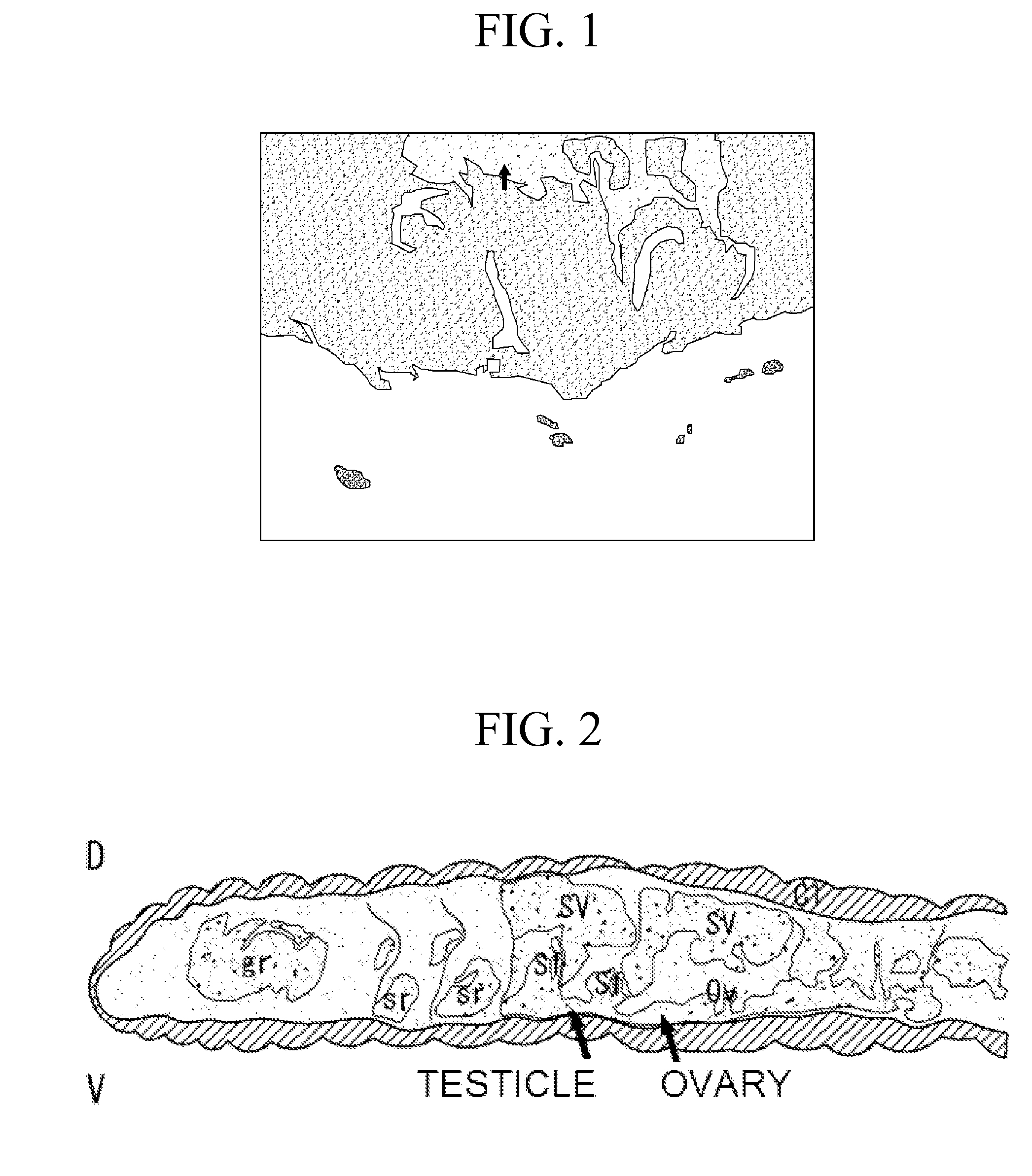 Method for producing transformed earthworms using earthworm gonad-regeneration capability, transformed earthworms thereof, and method for producing recombinant proteins from transformed earthworm body fluids