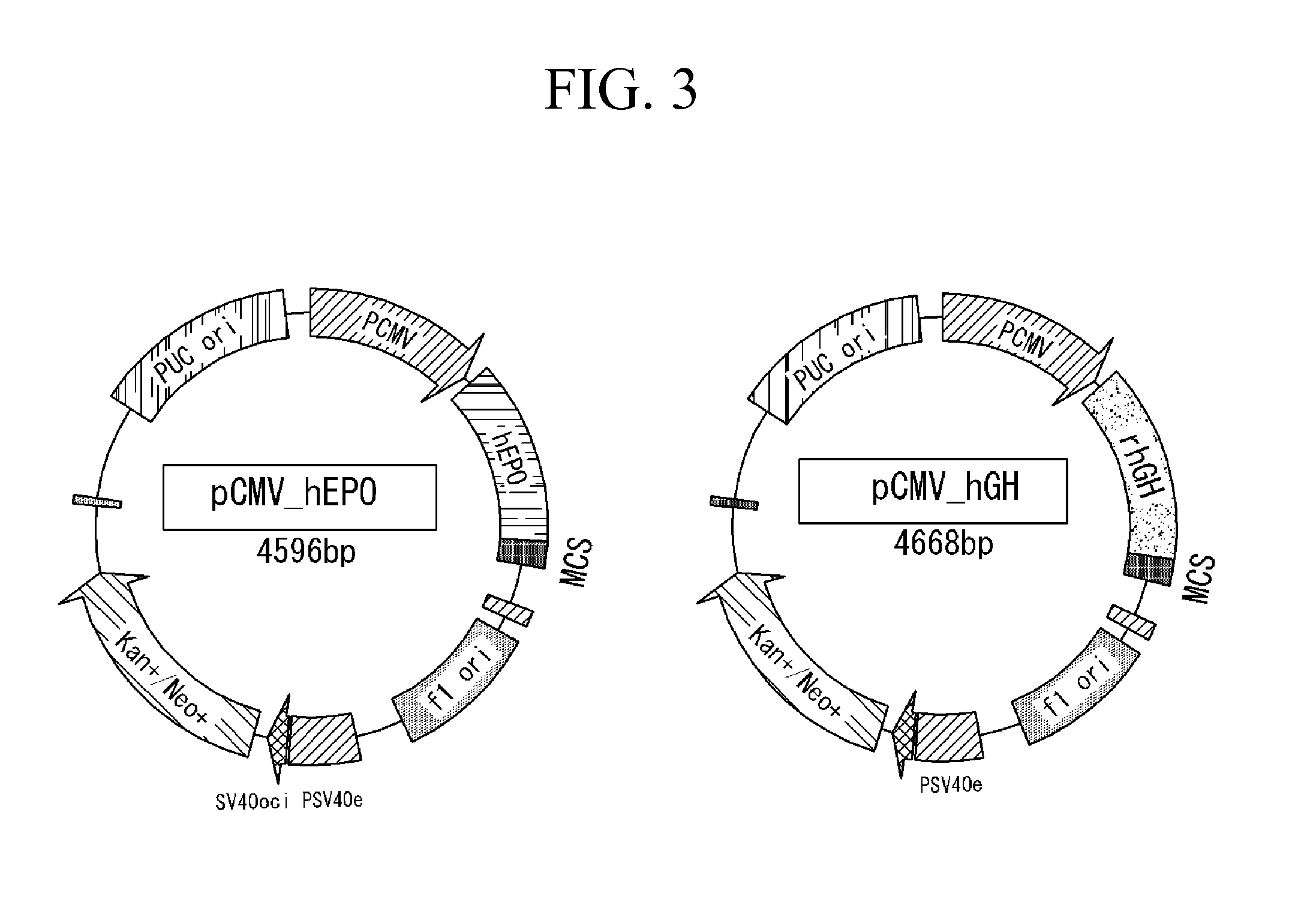 Method for producing transformed earthworms using earthworm gonad-regeneration capability, transformed earthworms thereof, and method for producing recombinant proteins from transformed earthworm body fluids