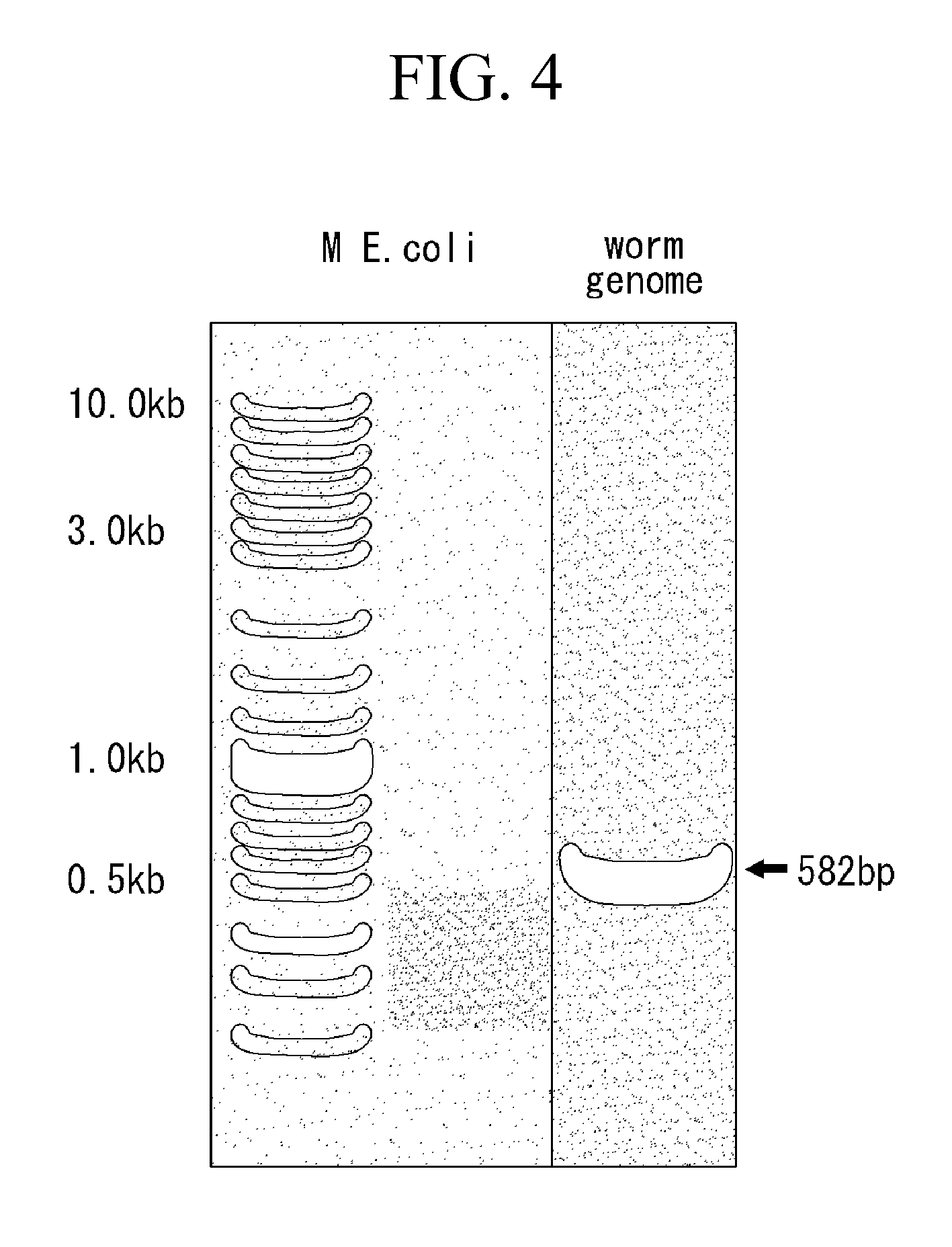 Method for producing transformed earthworms using earthworm gonad-regeneration capability, transformed earthworms thereof, and method for producing recombinant proteins from transformed earthworm body fluids