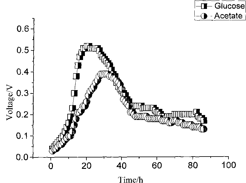 Application of citrobacter freundii in electricity generation by microorganism and electricity generation method