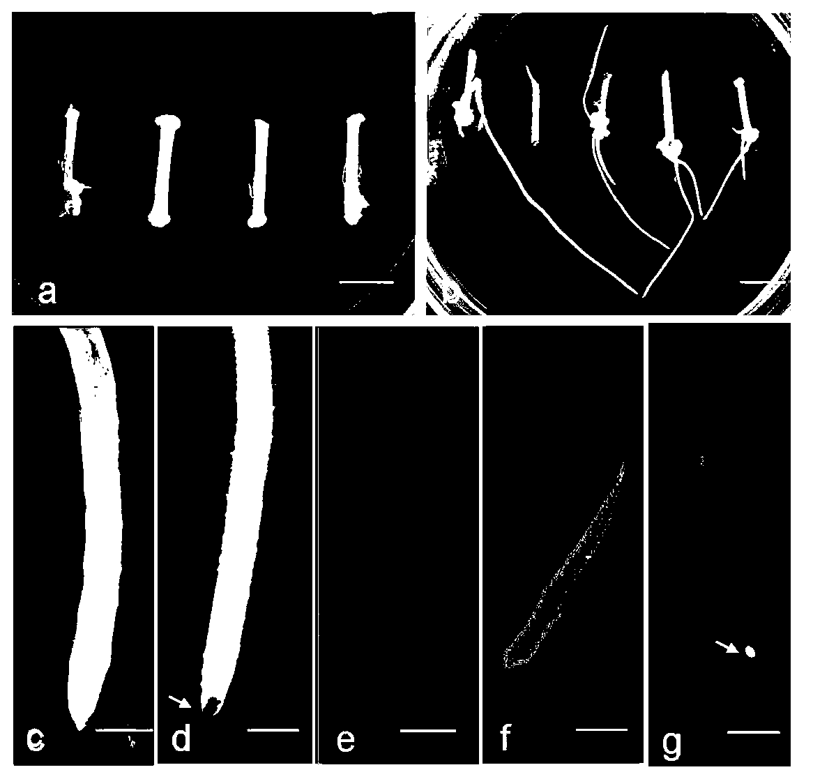 Method for generating hairy roots by efficiently inducing trifoliate orange by agrobacterium rhizogenes and application of method