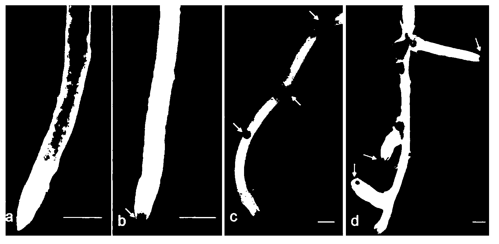 Method for generating hairy roots by efficiently inducing trifoliate orange by agrobacterium rhizogenes and application of method