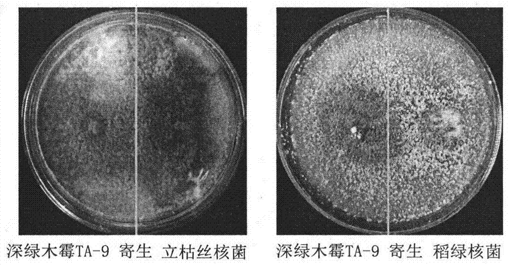 A trichoderma ta-9 strain and its application in rice disease control