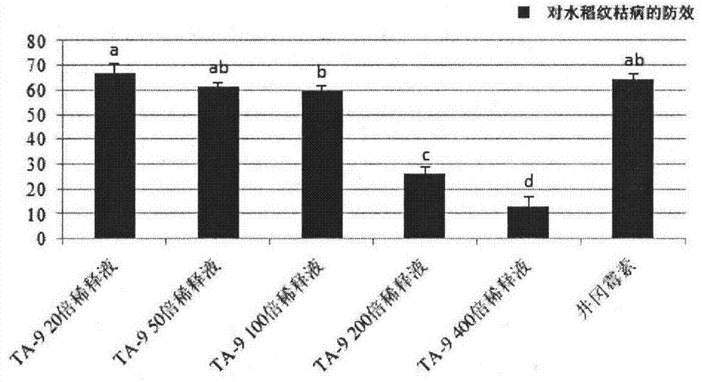 A trichoderma ta-9 strain and its application in rice disease control