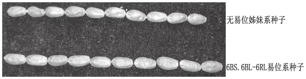 Creation method and application of powdery mildew resistant novel wheat-rye 6BL-6RL small fragment translocation line