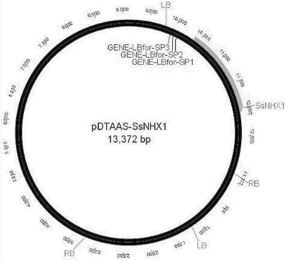 Identification method for insertion site of wheat exogenous gene