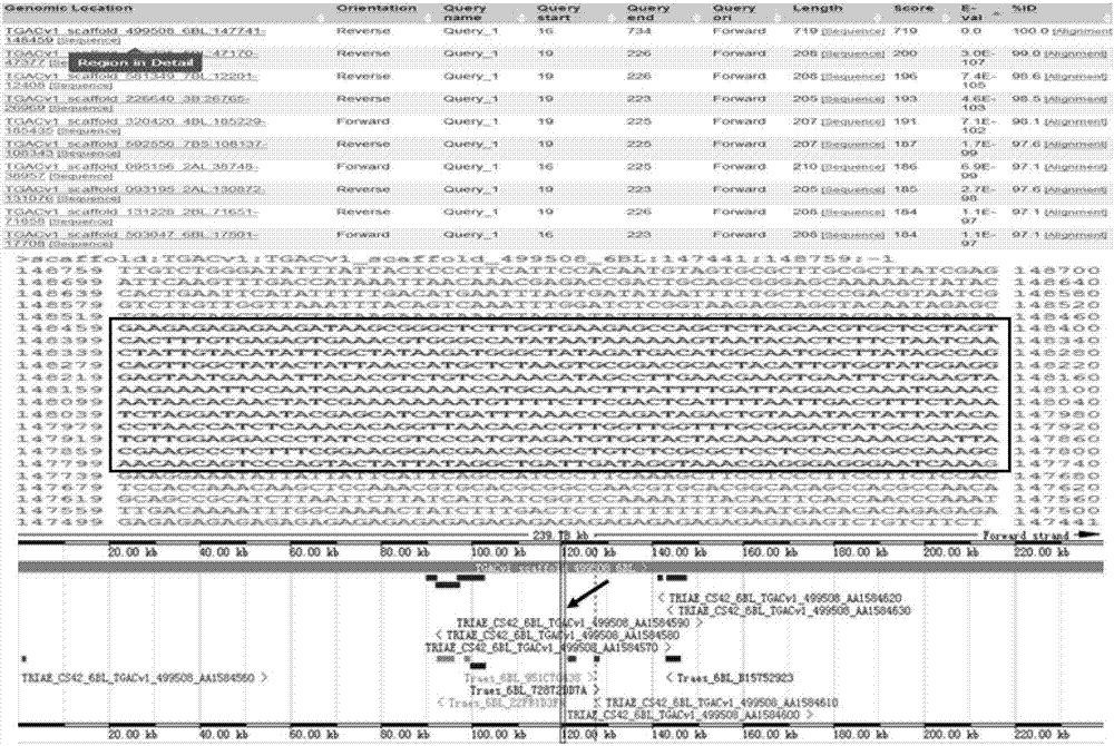 Identification method for insertion site of wheat exogenous gene