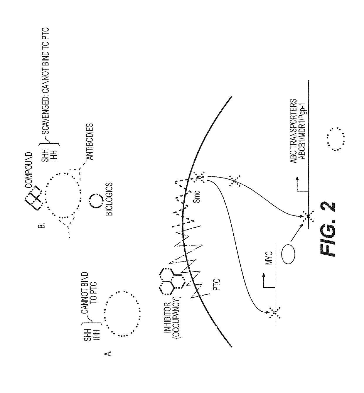 Compositions, packaged pharmaceuticals, and methods of using hedgehog pathway modulators for the sensitization of resistant tumors