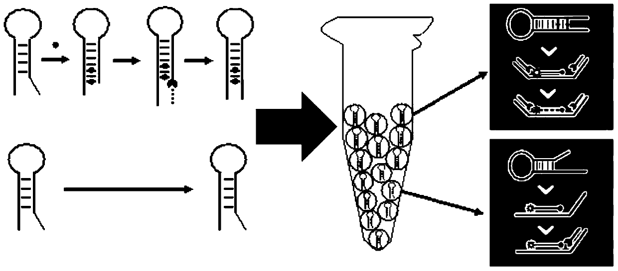 A method and kit for quantitatively detecting mercury ions in liquid samples