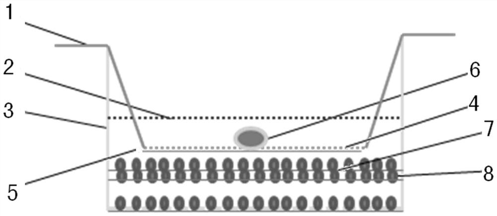 Bovine embryo in-vitro early implantation culture system