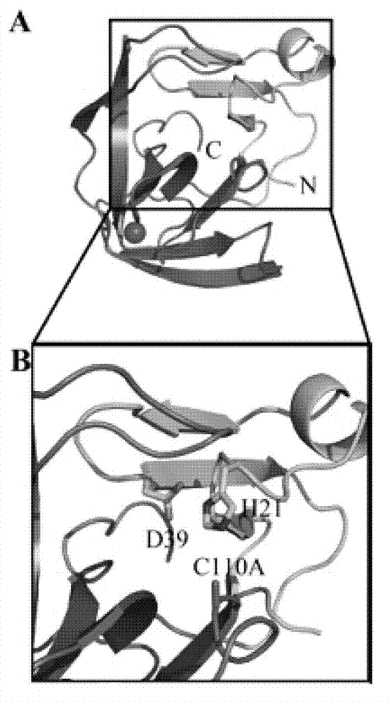 Crystal structure of enterovirus 71 type 2A protease and application of crystal structure in drug design