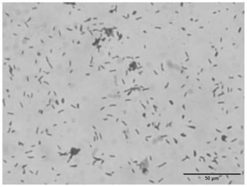 A kind of Bacillus brevis strain and its application