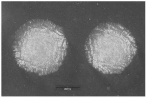 A kind of Bacillus brevis strain and its application