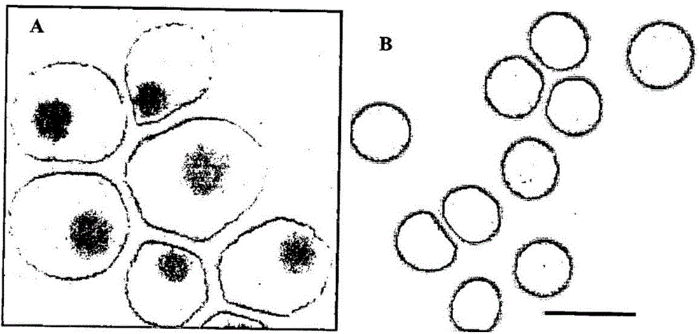 Method of identifying foetal erythroblast