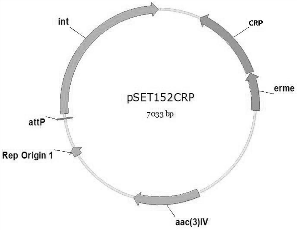 Daptomycin high-yield strain and application thereof