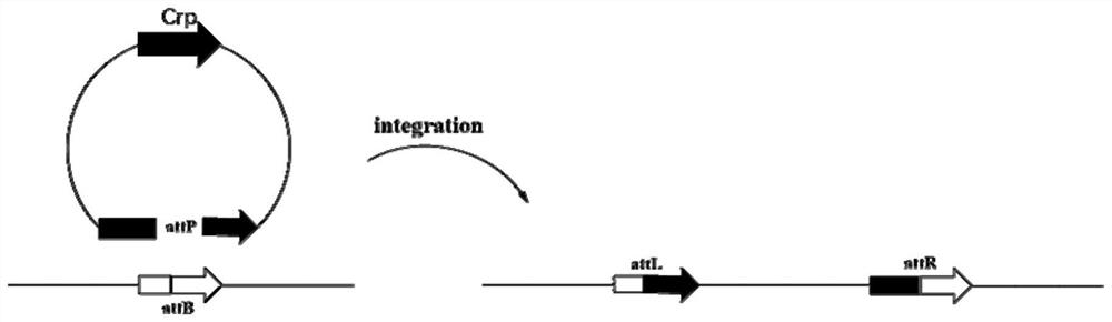 Daptomycin high-yield strain and application thereof