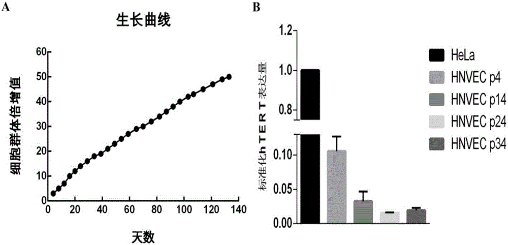 Human normal vaginal epithelial cells and application thereof