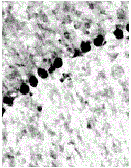 Staining agent for staining horse radish peroxidase and preparation method of staining agent, staining composition, application and marker enzyme staining kit