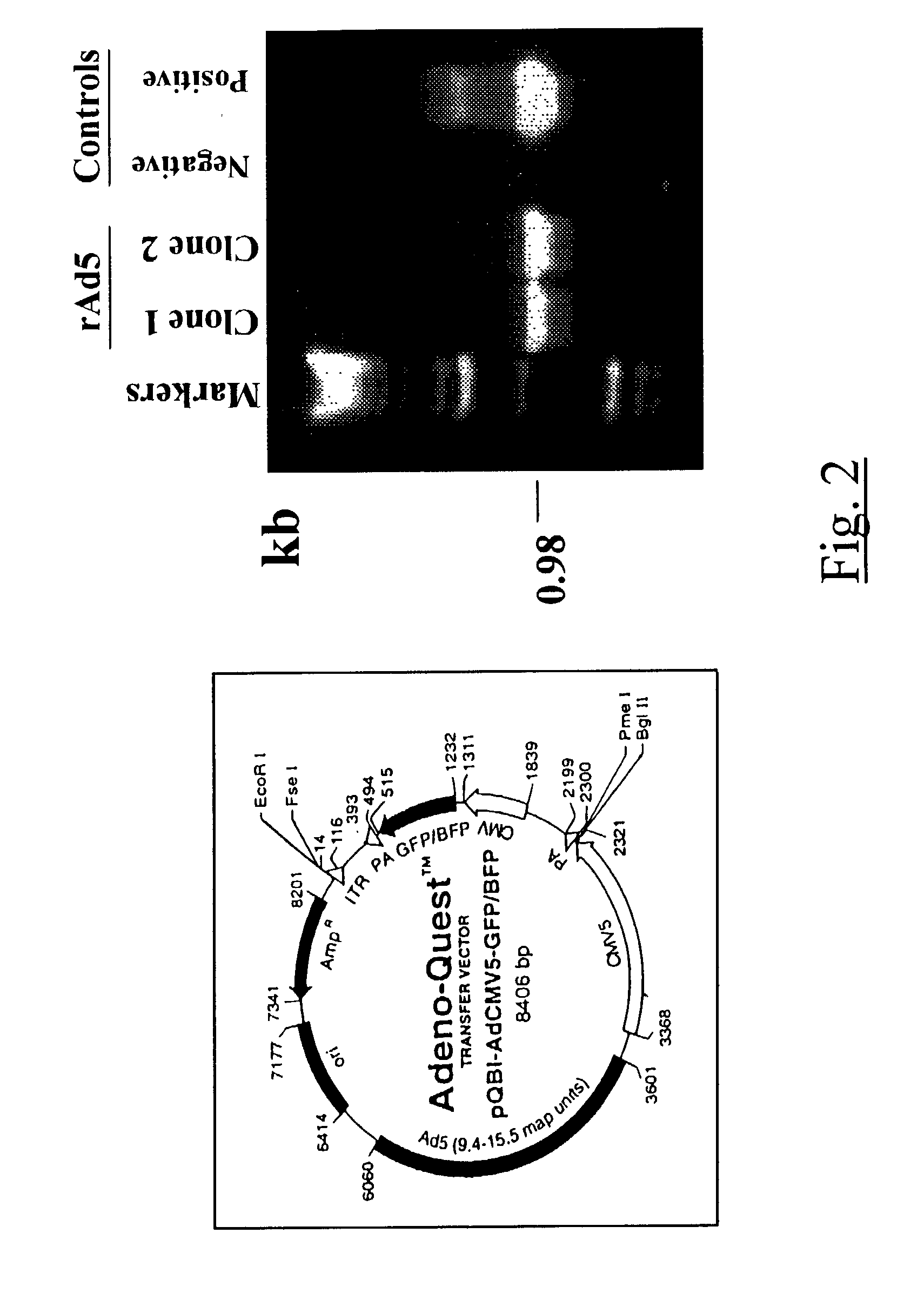 Methods for inhibiting macrophage colony stimulating factor and c-FMS-dependent cell signaling