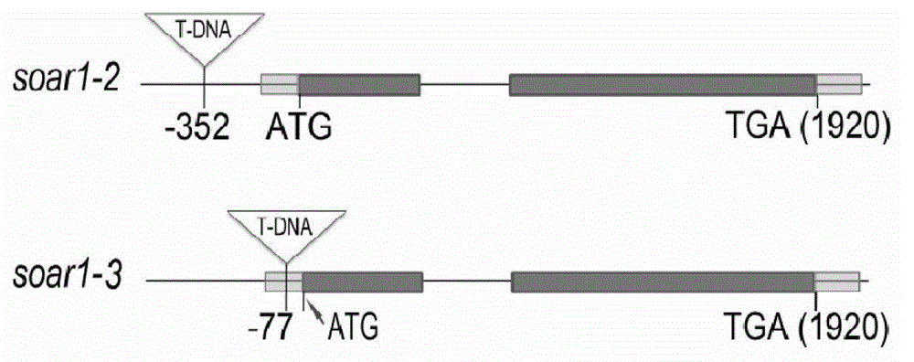 Application of SOAR1 protein and coding gene thereof to regulation and control on tolerance of plants to abscisic acid (ABA)