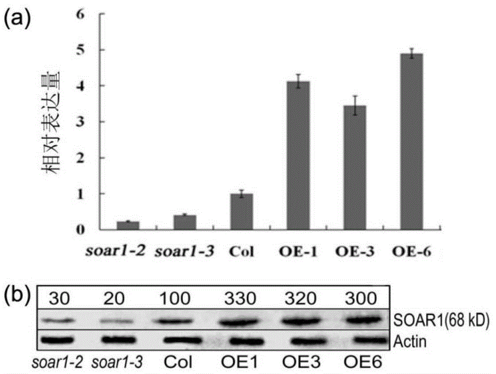 Application of SOAR1 protein and coding gene thereof to regulation and control on tolerance of plants to abscisic acid (ABA)