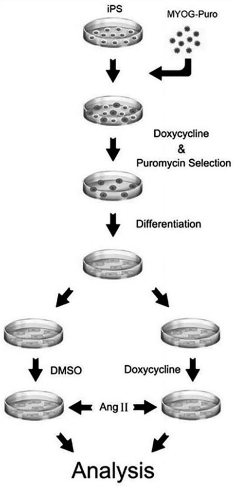 Application of MYOG gene as target point in preparation of drugs for treating cardiovascular diseases related to myocardial cell apoptosis