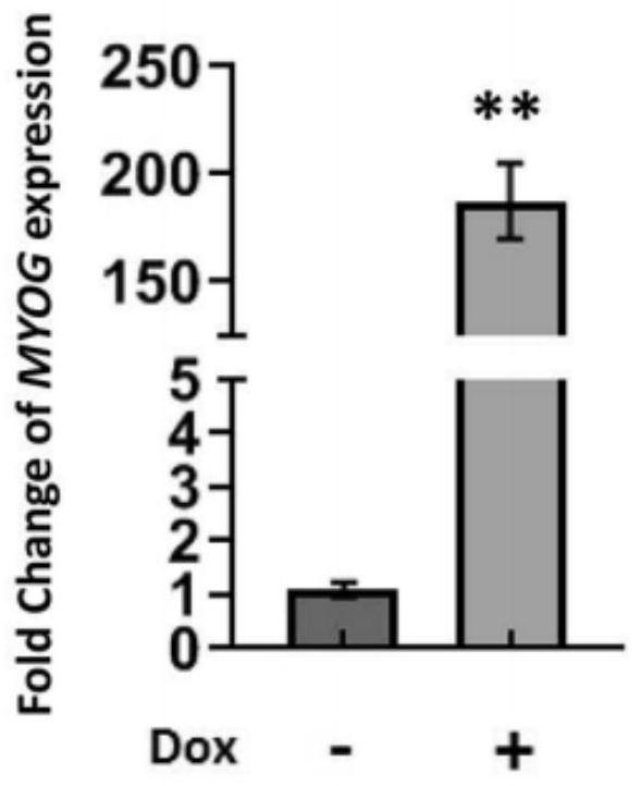 Application of MYOG gene as target point in preparation of drugs for treating cardiovascular diseases related to myocardial cell apoptosis