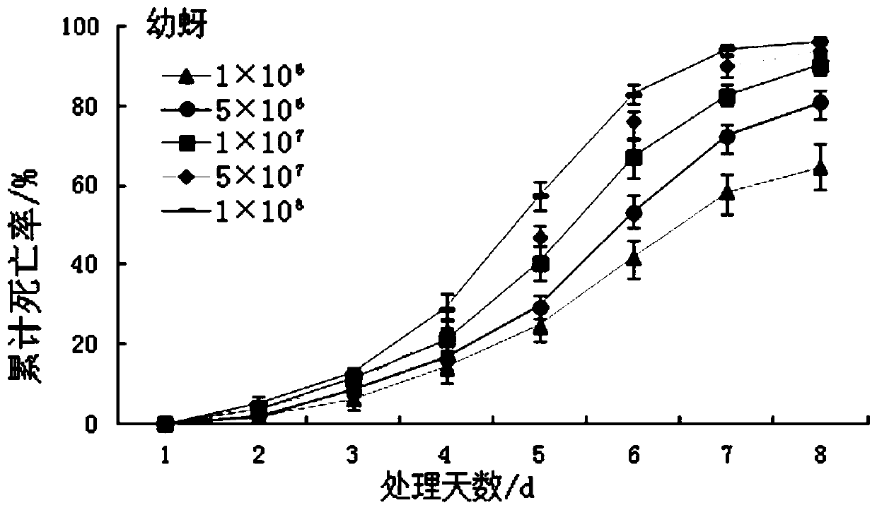 Beauveria bassiana and application thereof