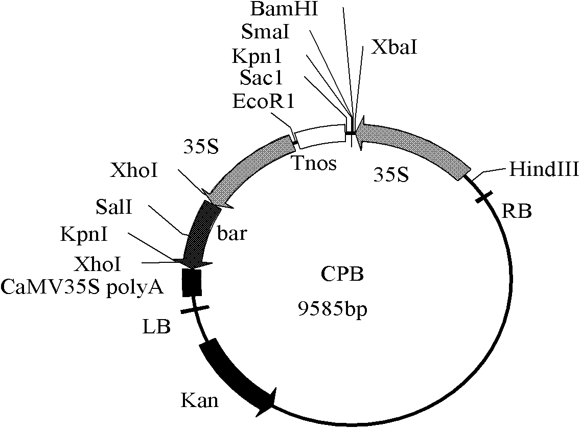 Insecticidal protein Cryl A. 301, expression vector and application thereof