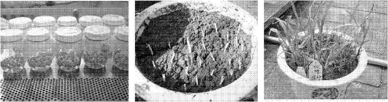 Insecticidal protein Cryl A. 301, expression vector and application thereof