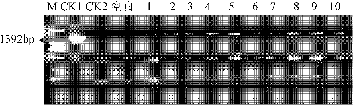 Insecticidal protein Cryl A. 301, expression vector and application thereof